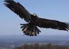 Adler im Nationalpark